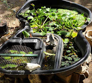 Rundgang durch die Idylle von Mimi´s Eco Farm