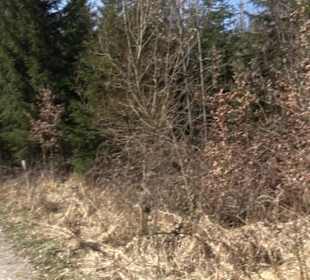 Geologischer Lehrpfad Kirnbachtal