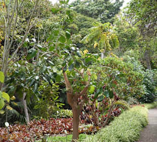 Im Jardín de aclimatación de La Orotava