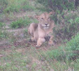 Löwin nach der Jagd