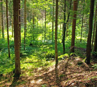 Der Therapeutische Wanderweg