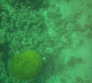 Unterwasserwelt Hausriff