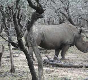 Krüger Park, white Rhino