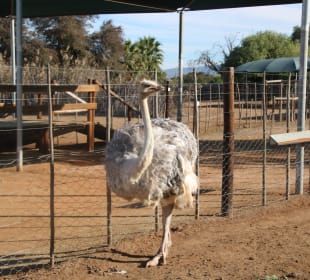 ...kein Albino...eine besondere Art!