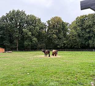 Steinerbos Belevenispark