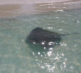 Rochen Marianna, kann man sogar anfassen