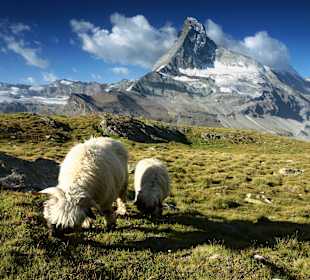 Owce pod Matterhornem.