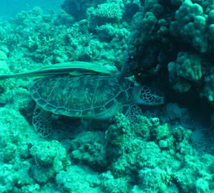 Schildkröte mit Anhängsel