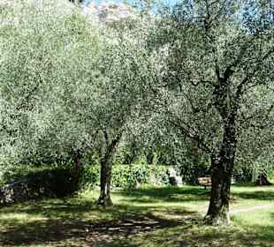 Impressionen aus dem Parco degli Olivi