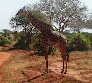 Giraffe auf der Safari