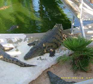Blick auf die Krokodile