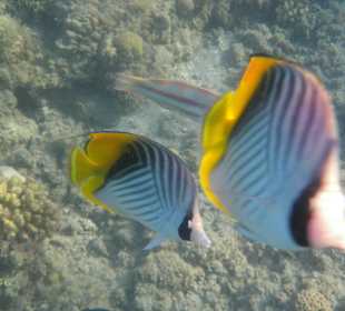 Hotel BEACH Albatros Resort & Spa      