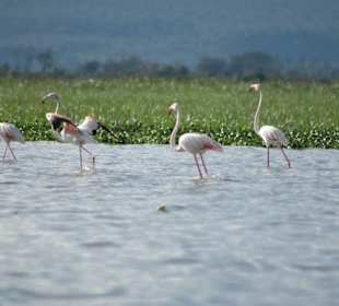 Flamingos