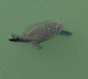 Schildkröten an der Brücke 