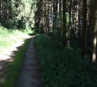 Waldameisen-LehrPfad