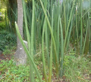 Botanischer Garten Puerto de la Cruz