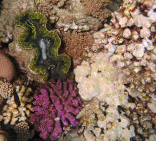 Muschel in der Nachbarbucht Abu Dabab