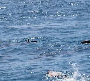 Traumhaft - Delfinausflug Mai 2014