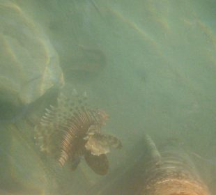 Rotfeuerfisch am Steg