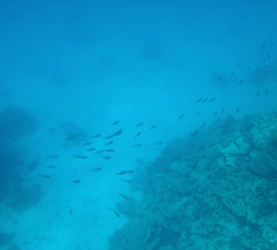 Unterwasserwelt Bootstour Utopia
