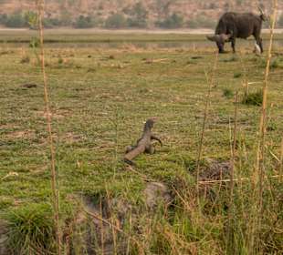 Kleiner Waran & Wasserbüffel