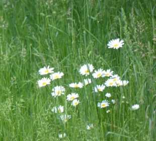 Rundwanderung Petersberg