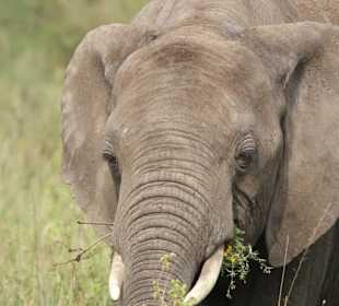 Elefanten