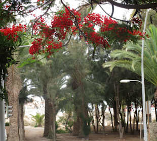 Ansichten aus Costa Calma