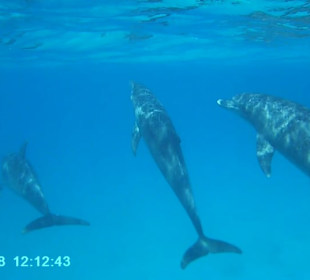 Delphin-Tour