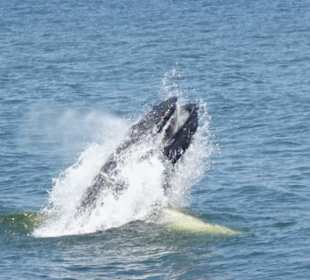 Buckelwal auf Futterjagt