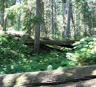 Regenwald in Kanada