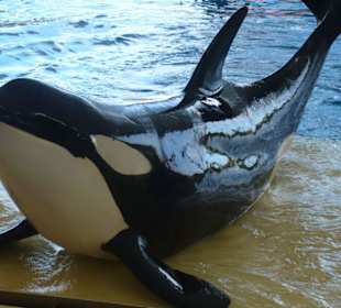 mein schönstes Erlebnis