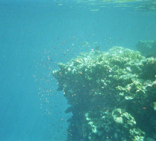 Fische im Nationalpark