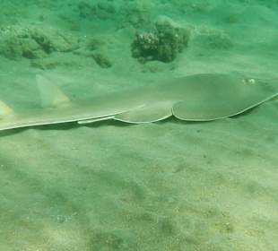 Torpedorochen im seichten Wasser vor dem Steg