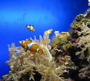 Nemos im Aquarium