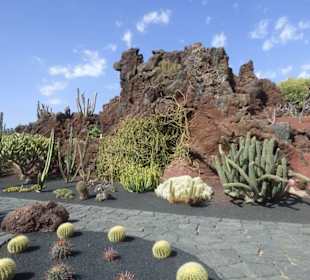 Im Kaktusgarten