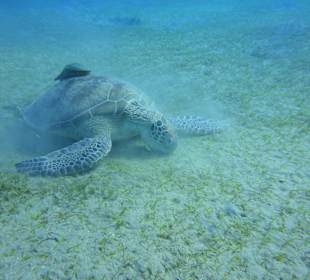 Schildi mit Begleitung