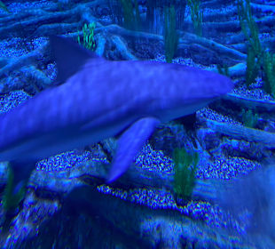 The National Aquarium Abu Dhabi 