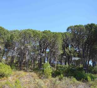 Weingebiet Stellenbosch