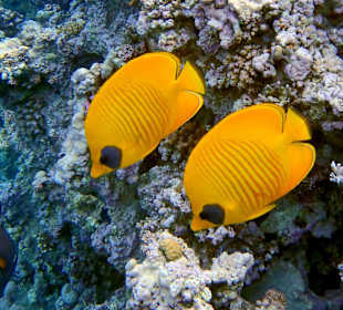 Масковые рыбы-бабочки (Masc butterfly fish)