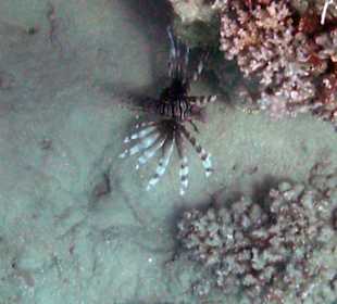 Feuerfisch beim Riff