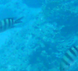 Schnorcheln in Hurghada