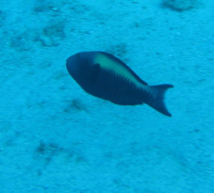 Junger Maskenpapageienfisch