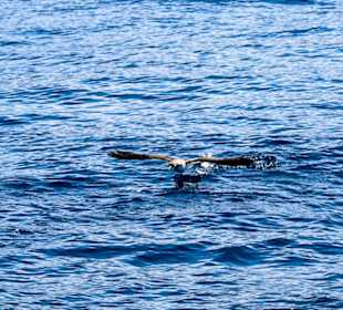 Delfin und Walbeobachtung 3 stündig 