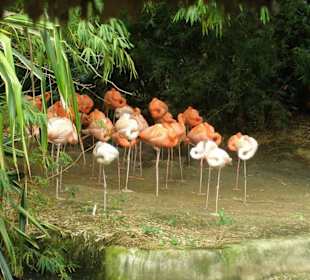 Flamingos