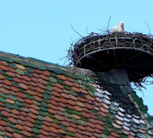 Alzacja- Colmar- Kolegiata Saint Martin