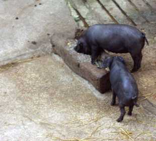 schwarze Schweinchen