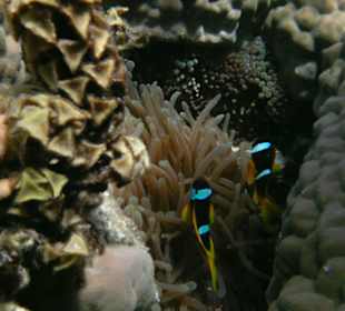 Auch Nemos waren am Hausriff