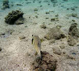 Großer Kugelfisch