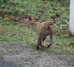 Teeplantage von Sukna